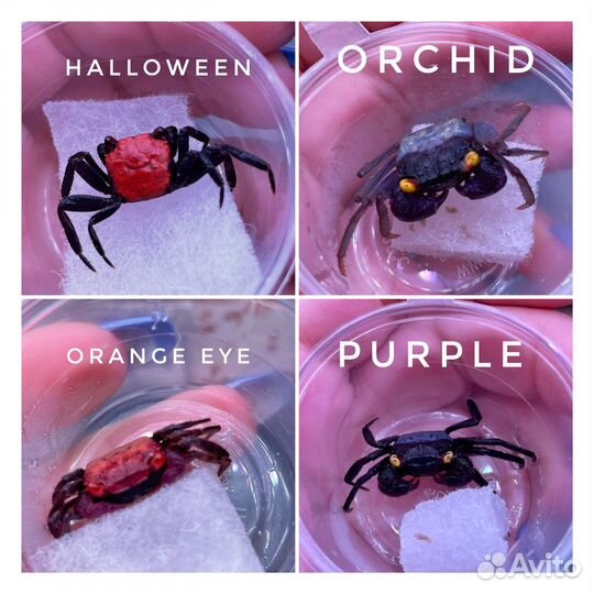 Краб Вампир (Самки в наличии) большая поставка