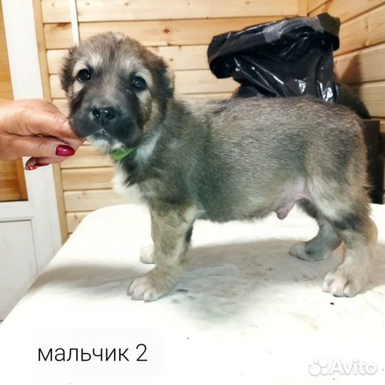 Щенки сао алабай