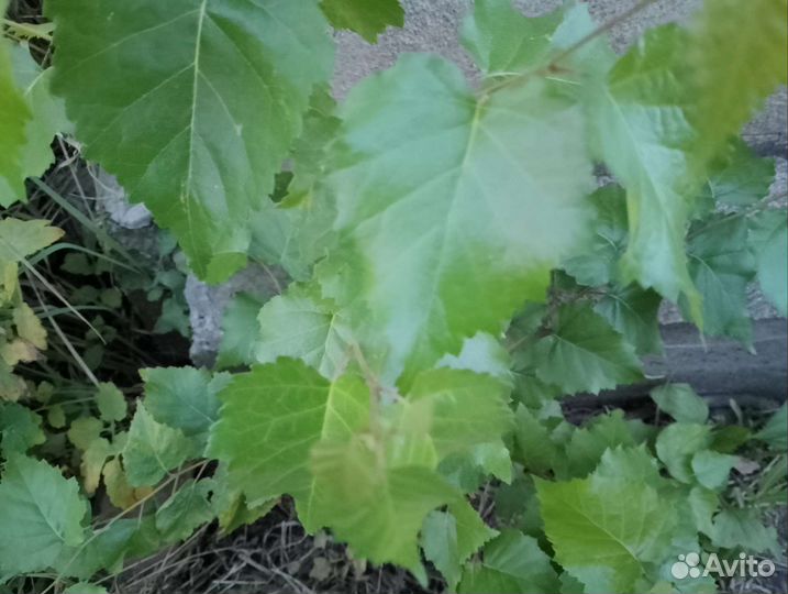 Саженцы: дуб, осина, канад. клён, берёза