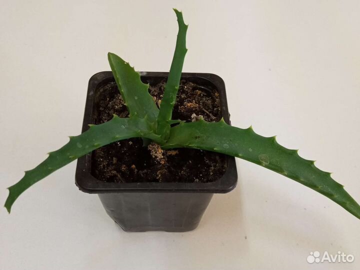 Продам комнатные растения