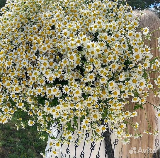 Цветы ромашки. Букеты ромашек. Цветы доставка