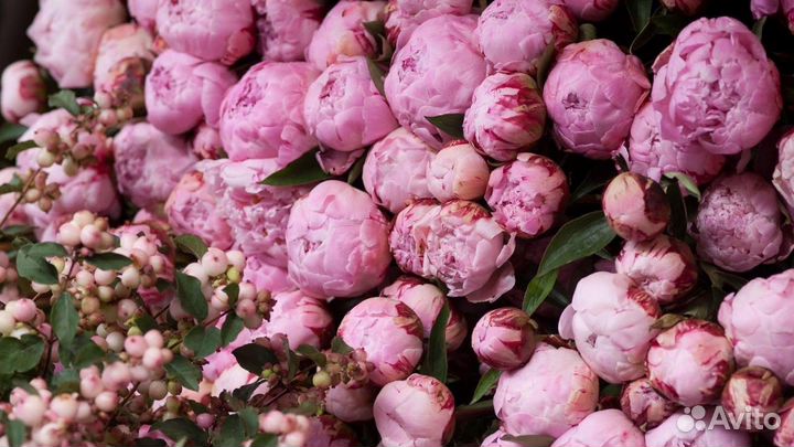 Пионы розовые