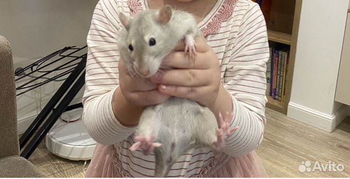Отдам крысу в добрые руки