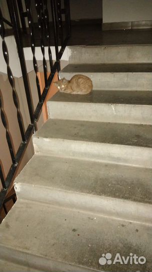 Отдам котика