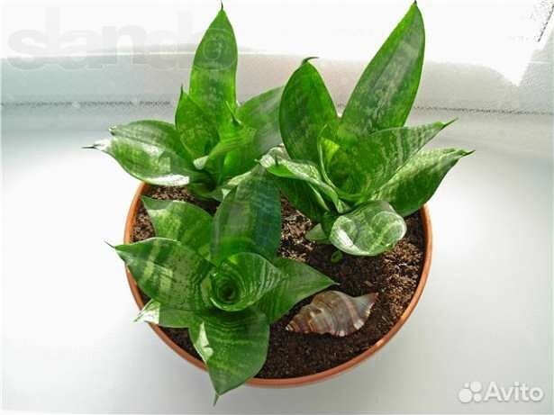 Взрослое растение