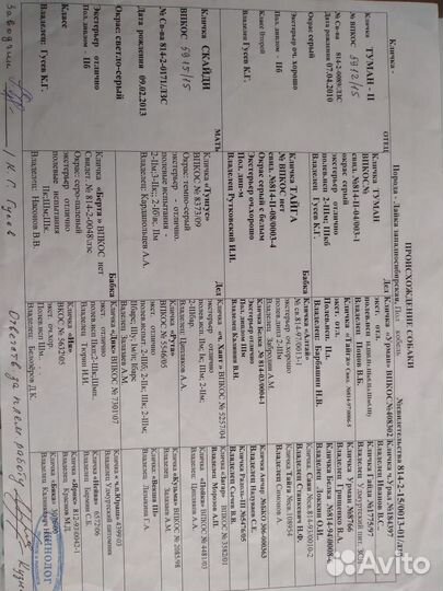 Щенки западно сибирской лайки