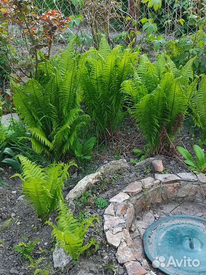 Цветы многолетние Можжевельник