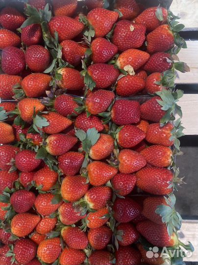 Клубника Греция 5кг Extra Berry