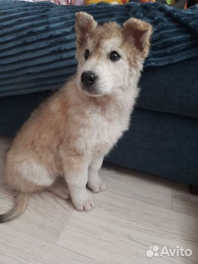 Щенок в добрые руки бесплатно