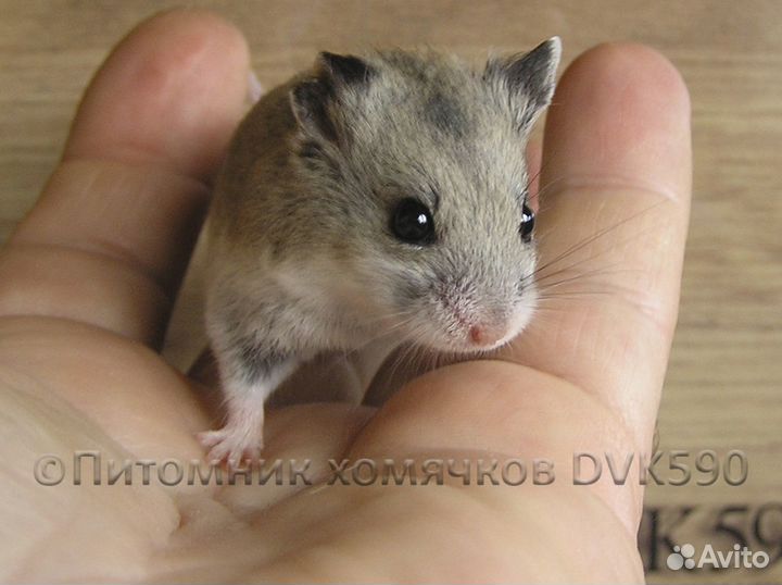 Китайский хомячок питомник