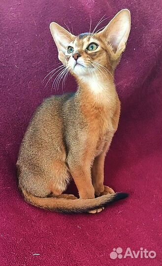 Абиссинские котята