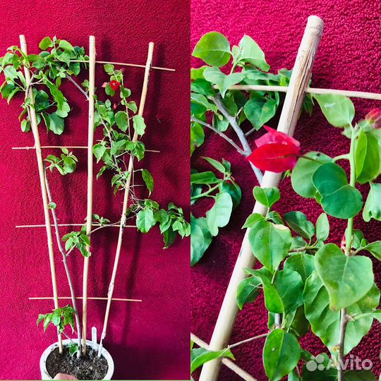 Комнатные цветы