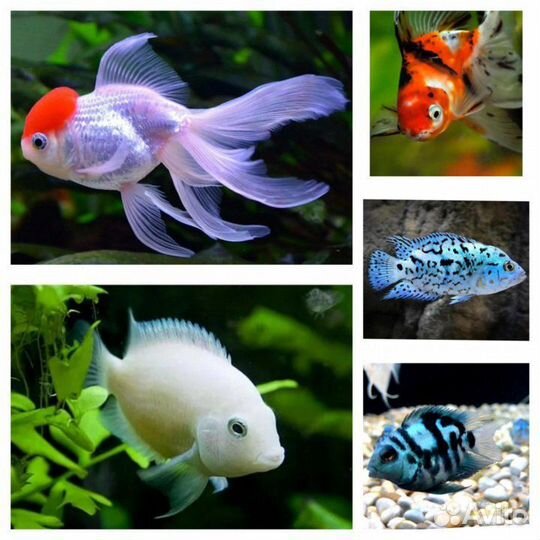 Аквариумные рыбки