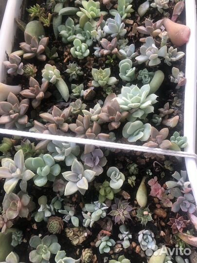 Детки суккулентов