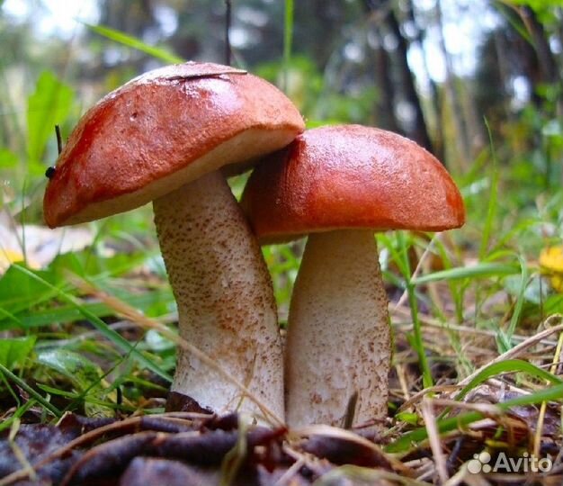 Грибы белые соберу, опята, лисички, подберёзовики