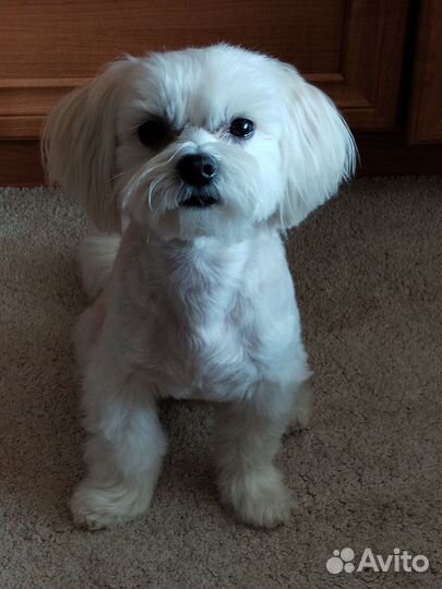 Мальтезе мини 3кг