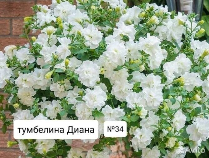 Вегетативная петуния, укорен.Черенки