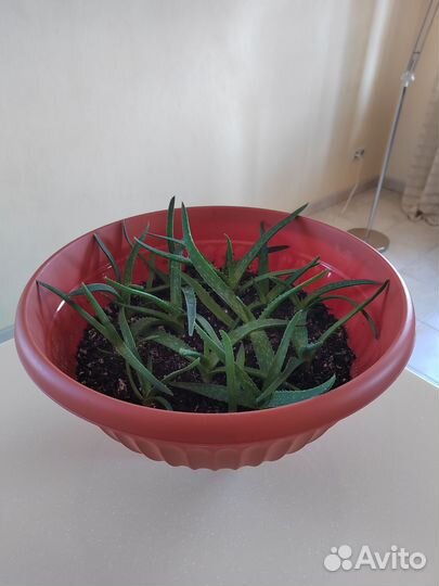 Алое вера (лечебный)