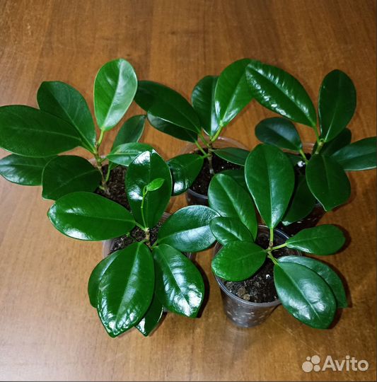 Комнатные растения и цветы для дома школы офиса