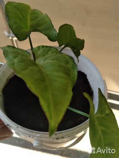 Комнатные растения цветы