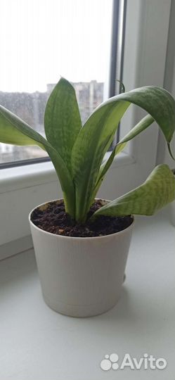 Сансевиерия
