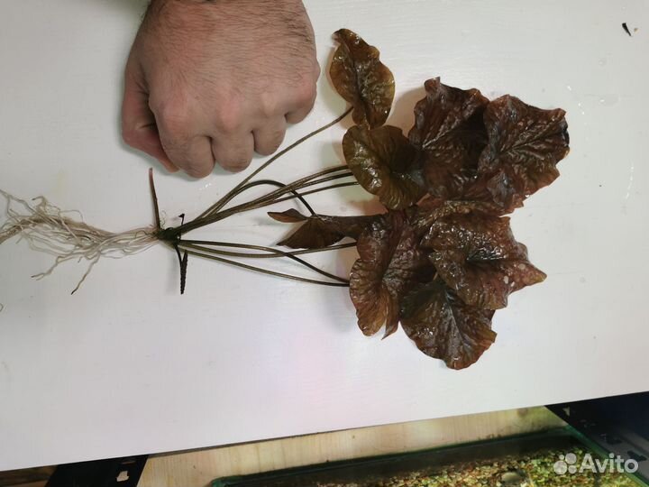 Украшения для аквариума, аквариум, рыбки