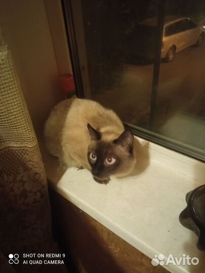 Отдам кота