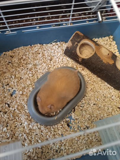 Сирийский хомяки мальчишки