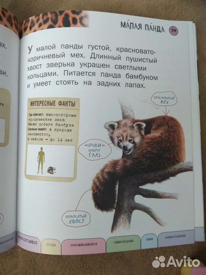 Все животные (с крупными буквами)