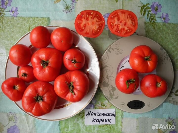 Монгольский Карлик томат семена от Кашиной