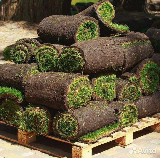 Рулонный газон