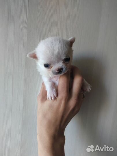 Чихуахуа микро девочка и мини мальчик