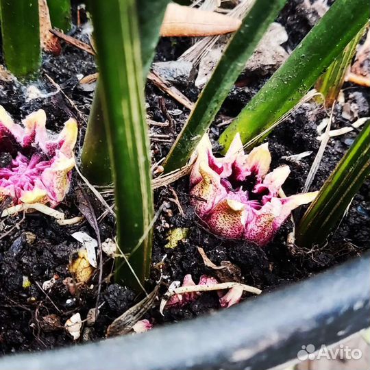 Аспидистра вариегатная