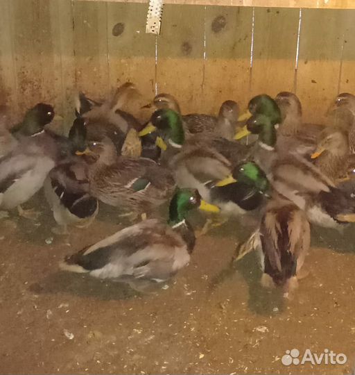 Селезня утки