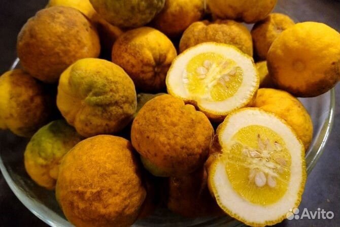 Понцирус трёхлисточковый (дикий лимон), семена