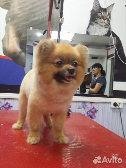 Груминг собак