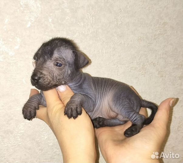 Ксолоитцкуинтли мини малыш