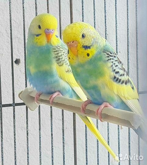 Волнистый попугай малыши