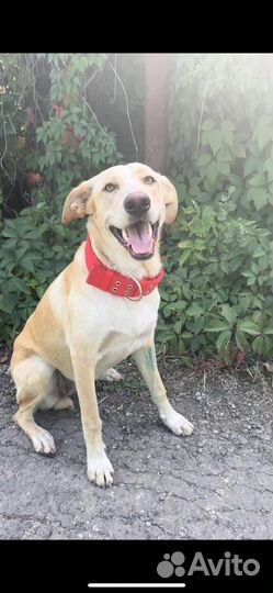 Метис гончей в добрые руки