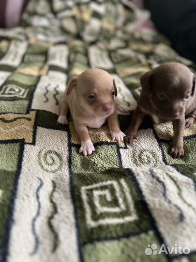 Той-терьер щенки