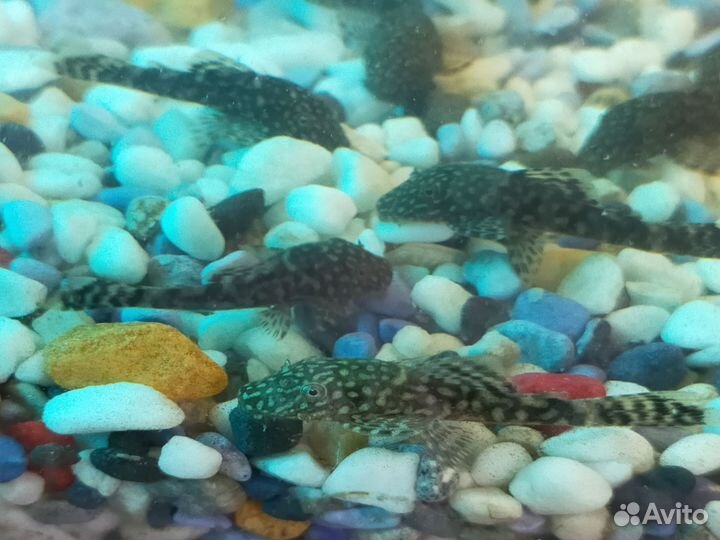 Сомики анциструсы