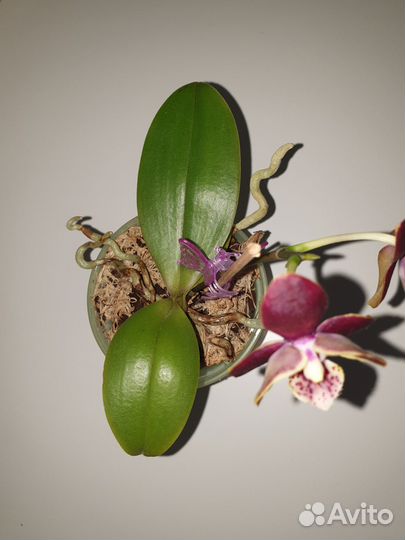 Фаленопсис мини бабочка