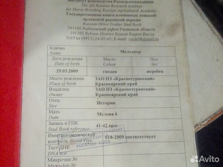 Жеребчик орловский