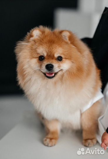 Померанский шпиц вязка кобель