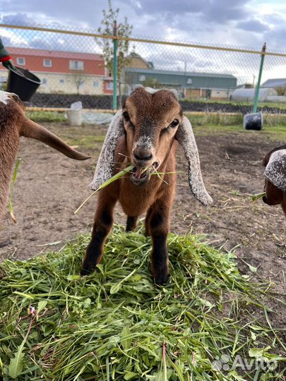 Продам козлят