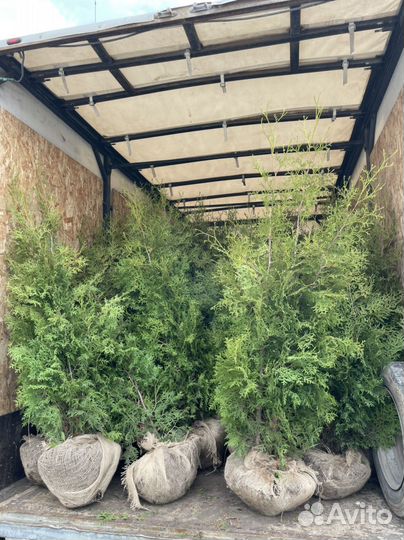 Туя западная