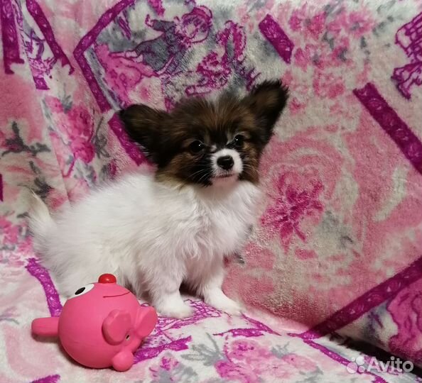 Папийон Девочки щенки