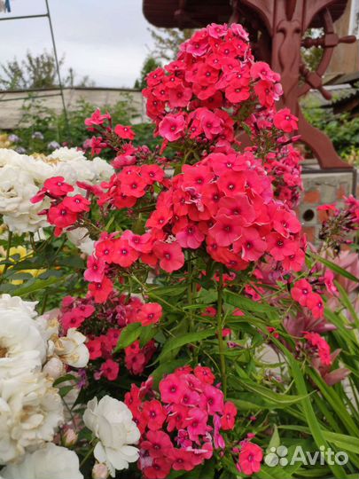 Флоксы сортовые, в горшке