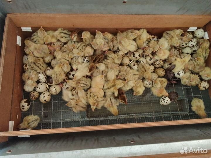 Перепелята