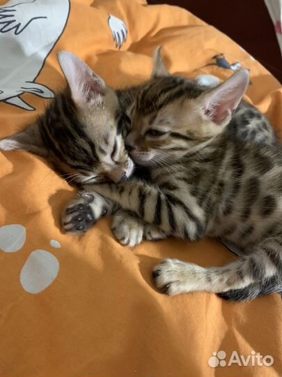 Бенгальские котята